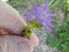 Triodanis perfoliata