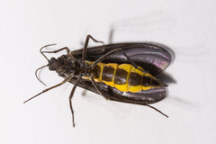 Sciara hemerobioides