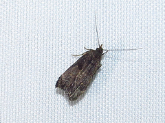 Dichomeris juncidella