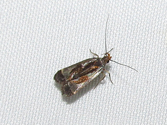 Dichomeris ochripalpella