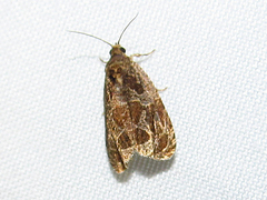 Olethreutes connectum