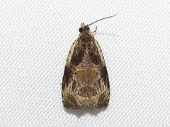 Olethreutes connectum