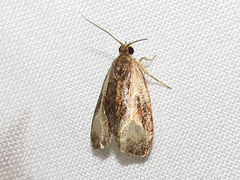 Olethreutes quadrifidum
