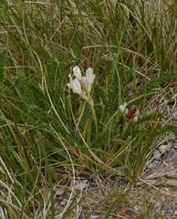Oxytropis fetida