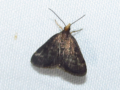 Loxostegopsis merrickalis