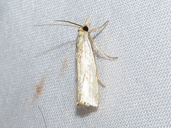 Crambus albellus