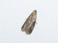 Acrobasis demotella