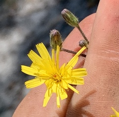 Hieracium megacephalon
