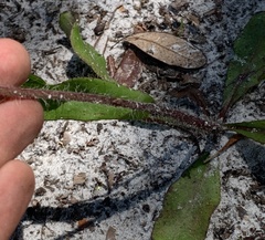 Hieracium megacephalon