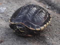Malayemys macrocephala