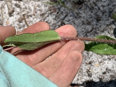 Hieracium megacephalon