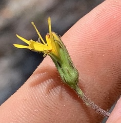 Hieracium megacephalon