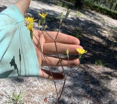 Hieracium megacephalon