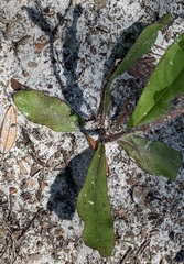 Hieracium megacephalon