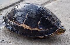 Cuora amboinensis kamaroma