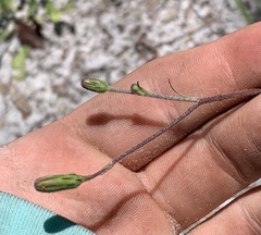 Hieracium megacephalon