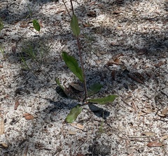 Hieracium megacephalon