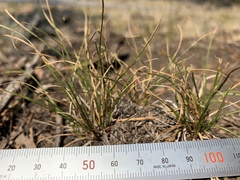 Danthonia intermedia