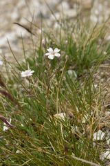 Gypsophila repens