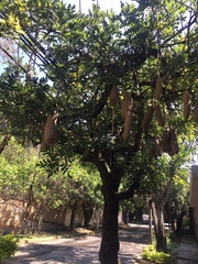 Kigelia