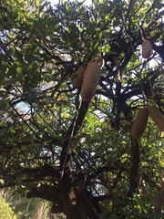Kigelia