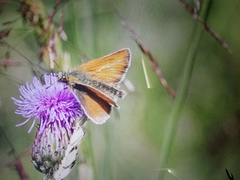 Thymelicus sylvestris