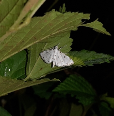 Pycnarmon