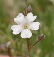 Gypsophila repens