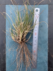 Danthonia intermedia