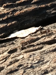 Liometopum apiculatum