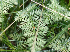 Chaerophyllum eriopodum