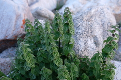 Urtica hyperborea