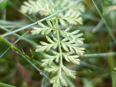 Chaerophyllum eriopodum