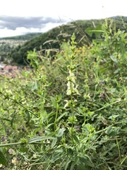 Stachys recta