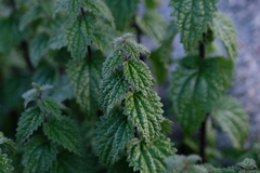 Urtica hyperborea