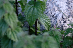 Urtica hyperborea
