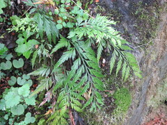 Asplenium appendiculatum