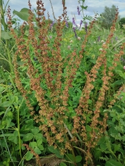 Trifolium hybridum