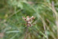 Chaerophyllum eriopodum