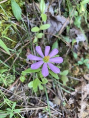 Sabatia capitata