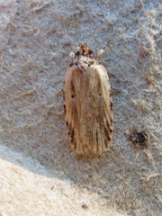 Agonopterix atrodorsella