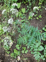 Pimpinella major