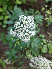 Pimpinella major