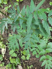Pimpinella major