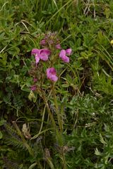 Pedicularis gyroflexa