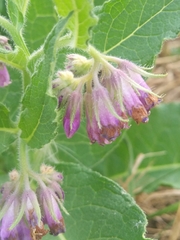 Symphytum officinale