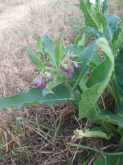 Symphytum officinale