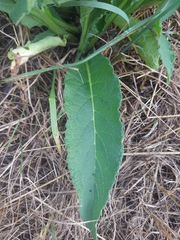 Symphytum officinale