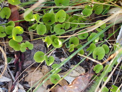 Dichondra donelliana