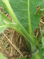 Symphytum officinale